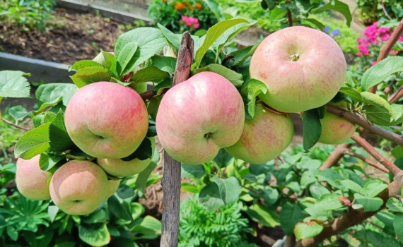 Лайфхак: как определить начало сокодвижения — 5 признаков, что уже поздно делать обрезку Лайфхак: как определить начало сокодвижения — 5 признаков, что уже поздно делать обрезку