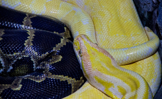 Змеи на даче: 5 ошибок, которые превращают участок в рай для гадюк — и как это исправить Змеи на даче: 5 ошибок, которые превращают участок в рай для гадюк — и как это исправить