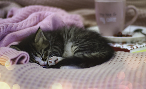 Не покупайте лежанки в зоомагазине: 3 простых способа сделать убежище для питомца самому Не покупайте лежанки в зоомагазине: 3 простых способа сделать убежище для питомца самому