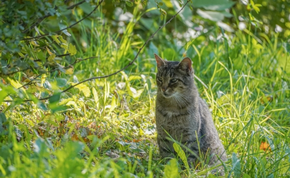 Городской кот на даче: почему любимец в опасности и как защитить его от стресса и драк Городской кот на даче: почему любимец в опасности и как защитить его от стресса и драк